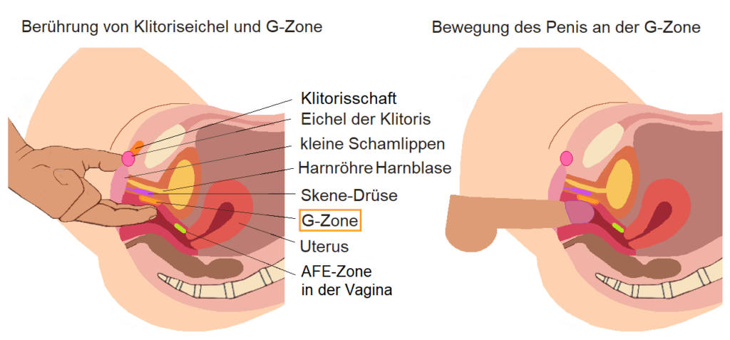 G-Punkt, G-Spot, weibliche Anatomie