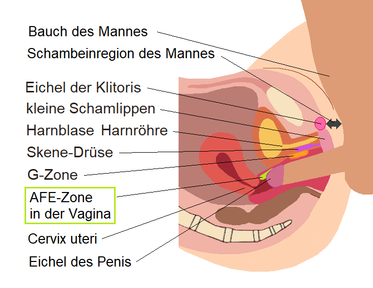 AEF-Zone, Vagina, A-Punkt, Klitoris, weibliche Ejakulation, Skene-Drüse, Abspritzen der Frau